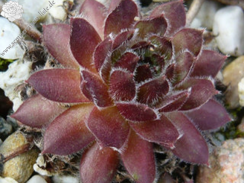 Princess Astrid