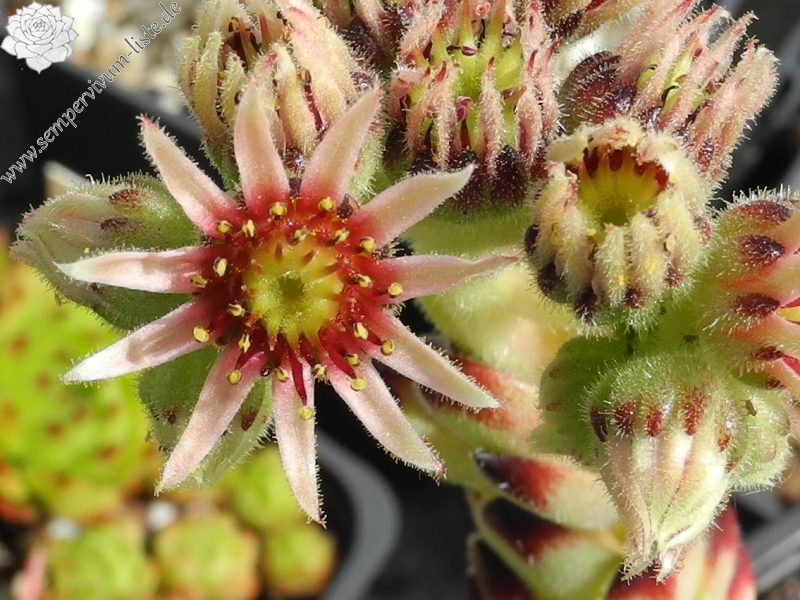 cantabricum ssp. guadarramense from Las Torres de la Pedriza