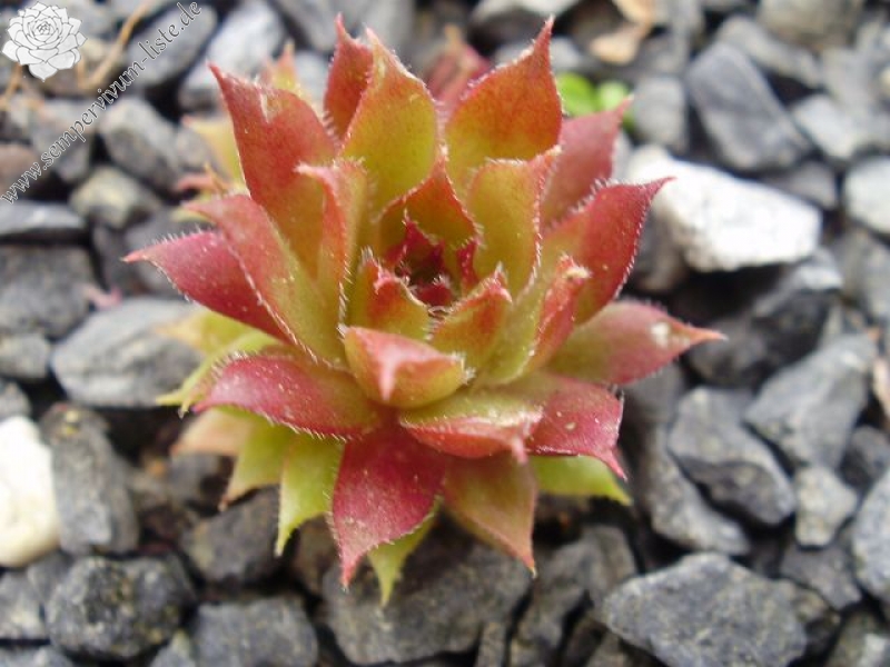 Royal Ruby