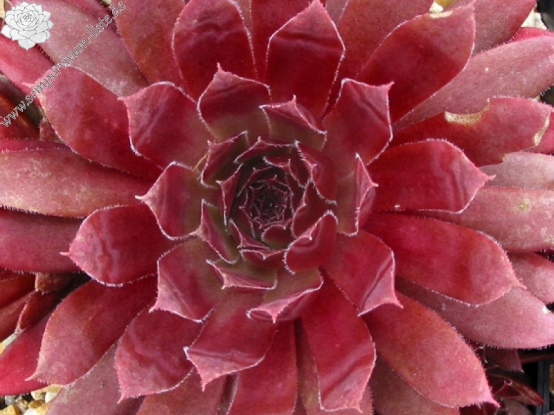 Royal Ruby