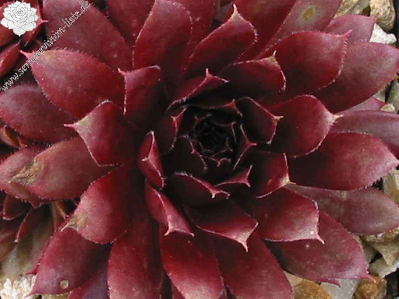 Royal Ruby