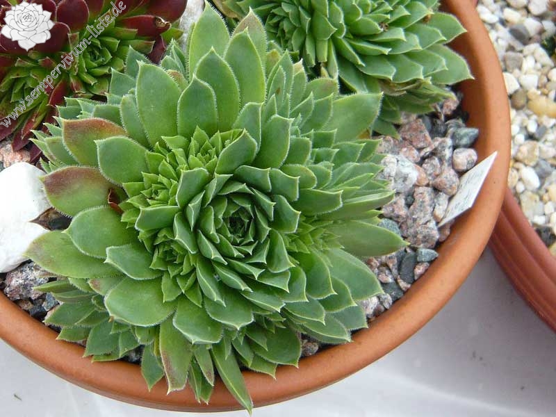 Pfälzer Gipfelstürmer / Jovi