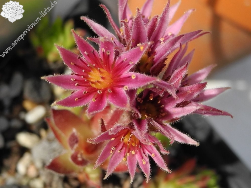 dolomiticum x S. montanum 