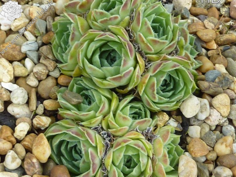 Dunbar Red Roan / Jovi