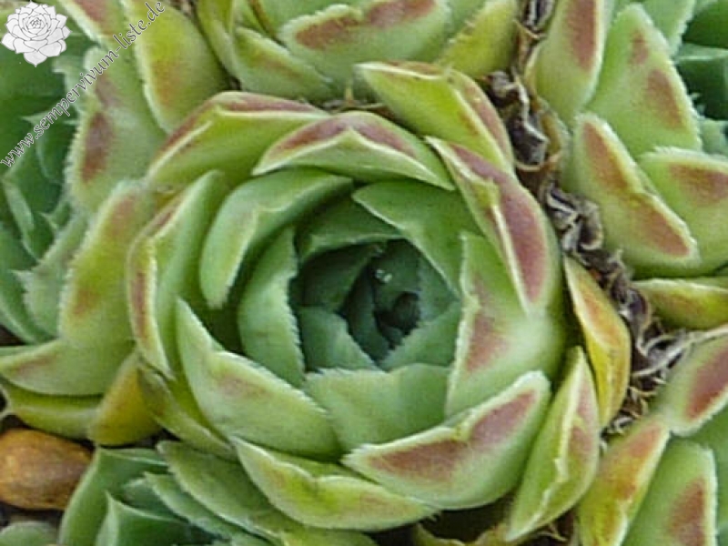 Dunbar Red Roan / Jovi