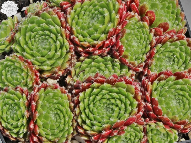 Ponderosa