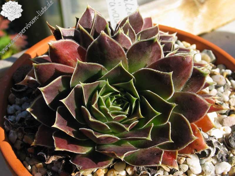 Pfälzer Grünauge / Jovi