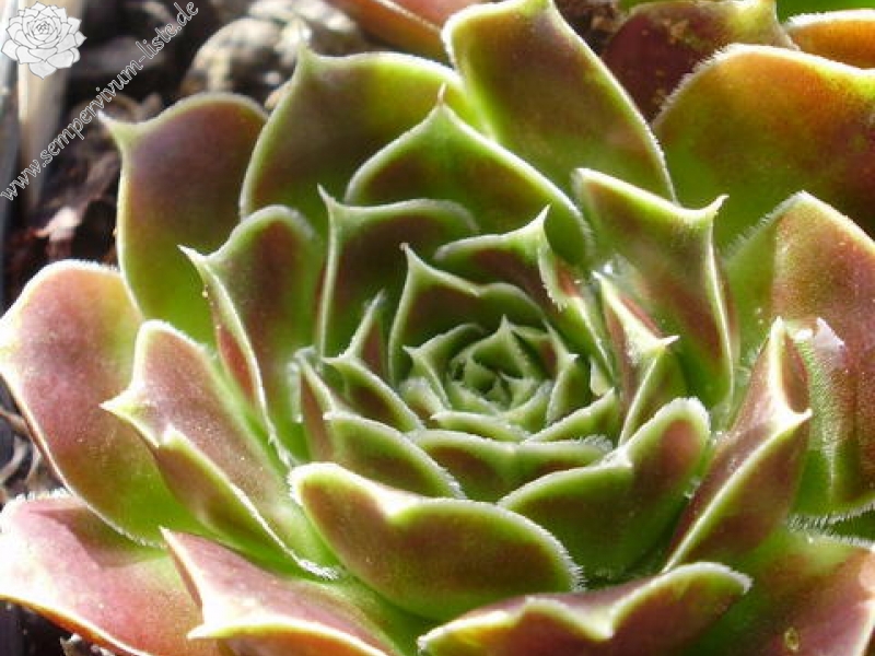 Pfälzer Grünauge / Jovi