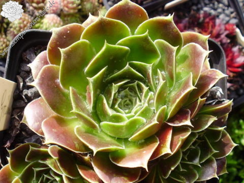 Pfälzer Grünauge / Jovi