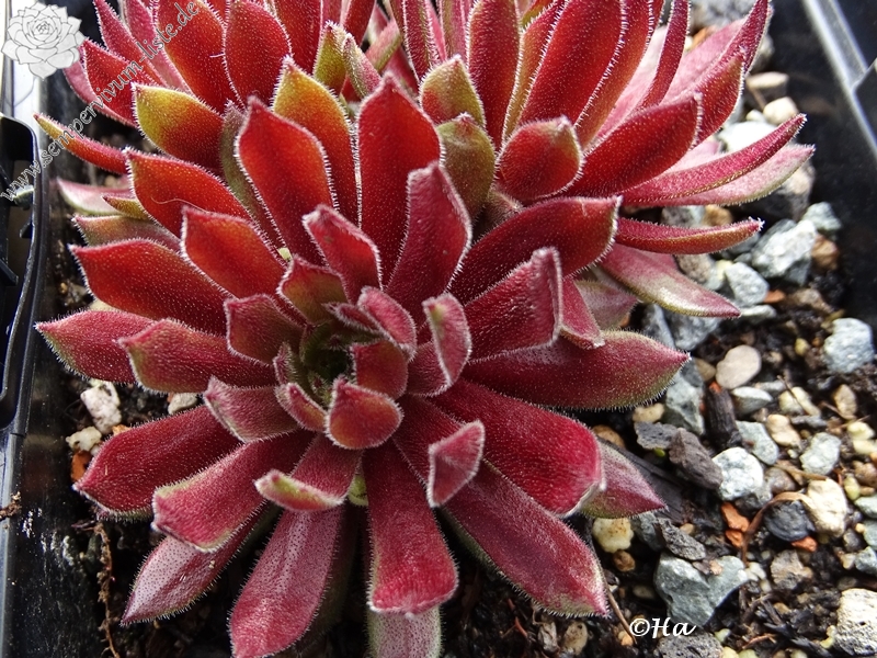 Zeitlupe