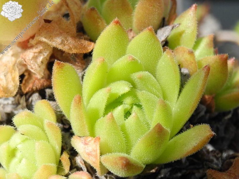 furseorum from road Bayburt near Kilicakaya 