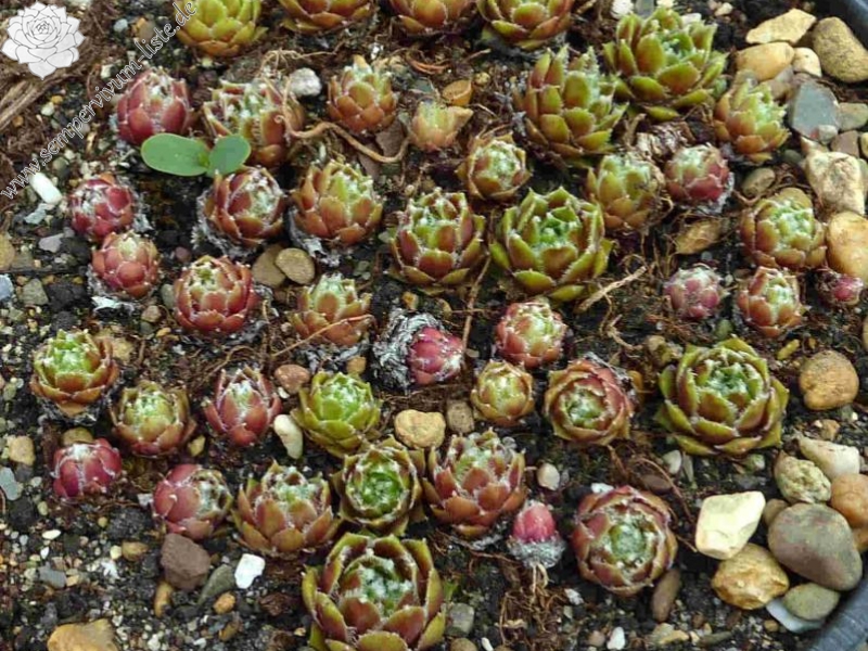 Rhodes Variety
