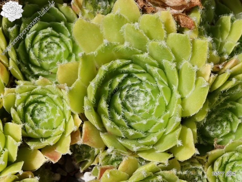Rhodes Variety