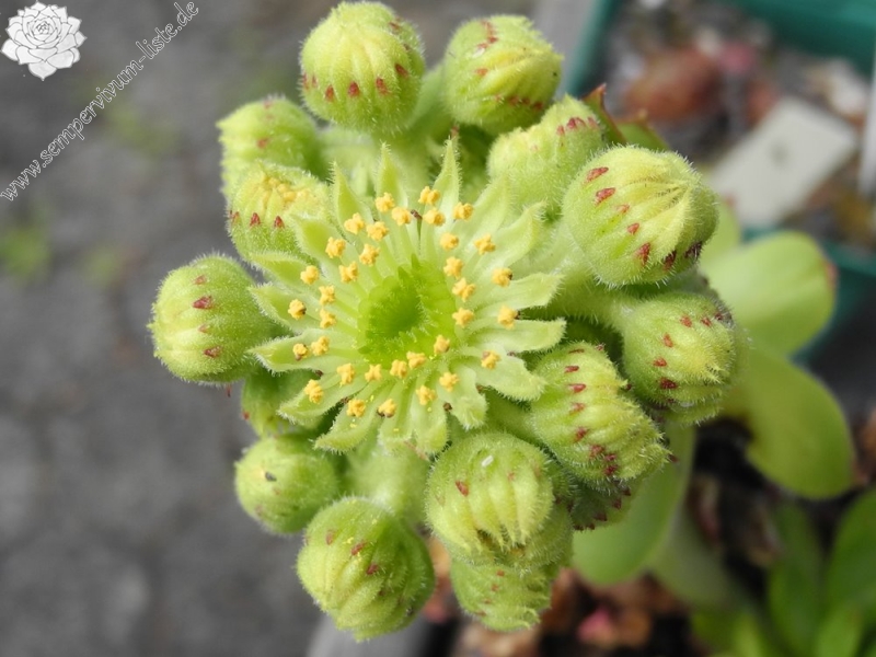 glabrifolium cf. from Mt. Aragac (Typ PH8008)