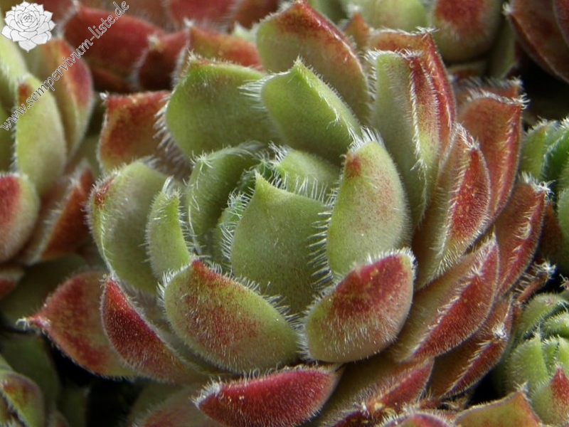 Petpuska