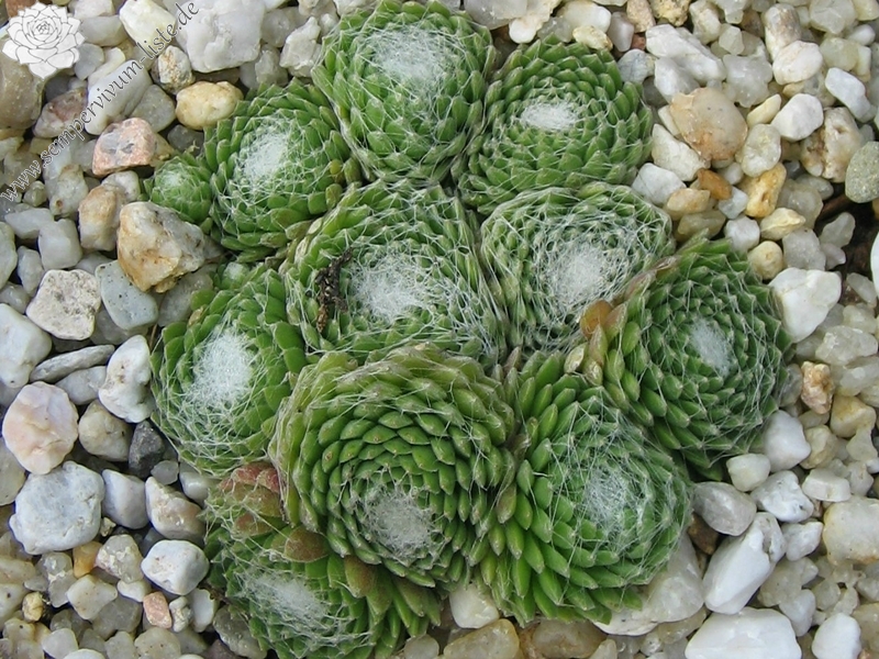 Weissfilz