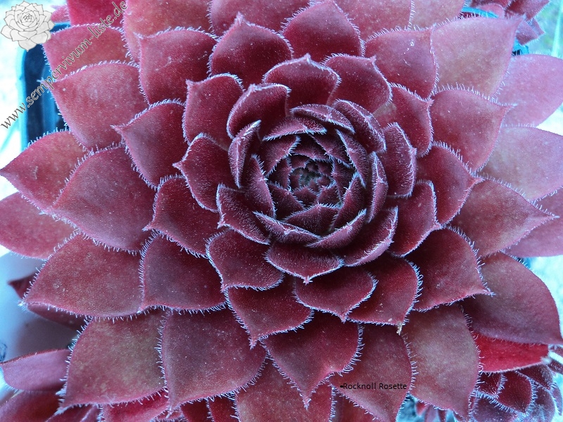 Rocknoll Rosette