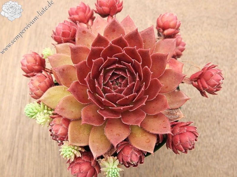 Rocknoll Rosette