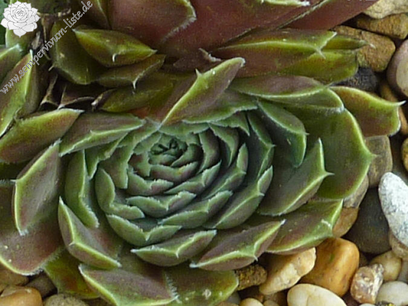 Petronila / Jovi