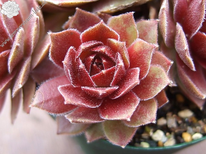 Rocknoll Rosette