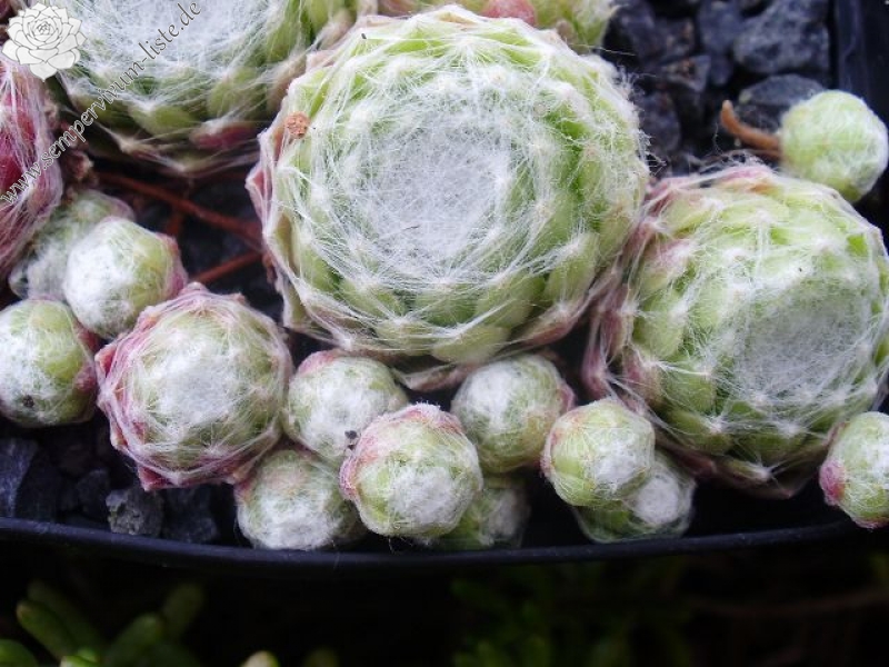 Ottolina