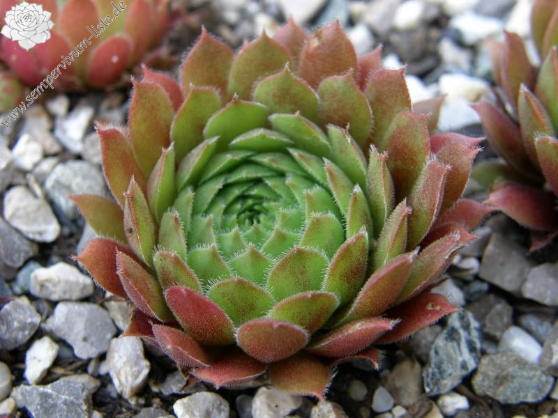 Zomerschoon of Beauty