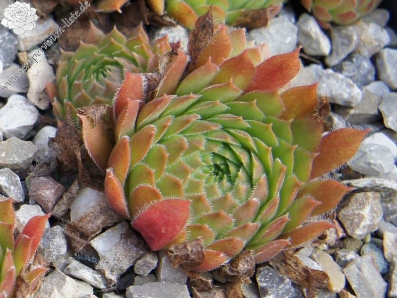 Zomerschoon of Beauty