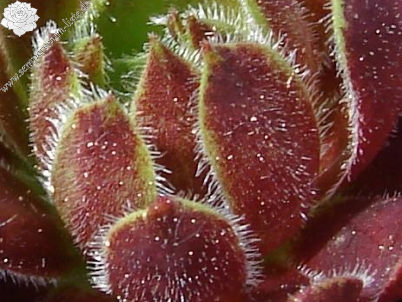 Zomerschoon of Beauty