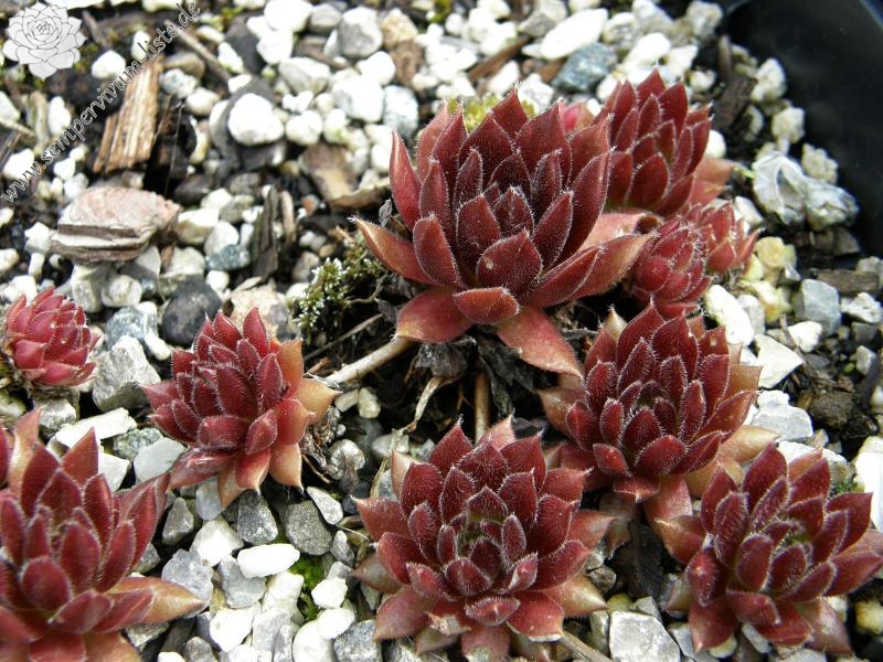 Pumaros