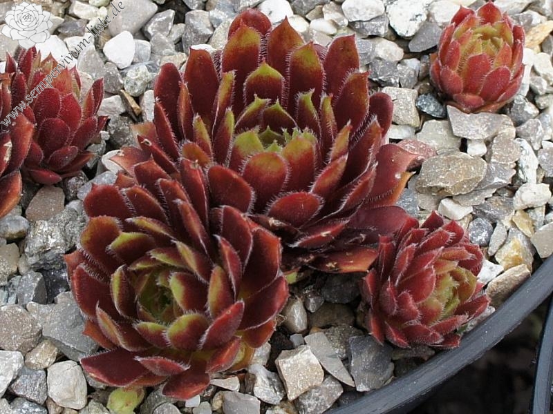 Zomerschoon of Beauty