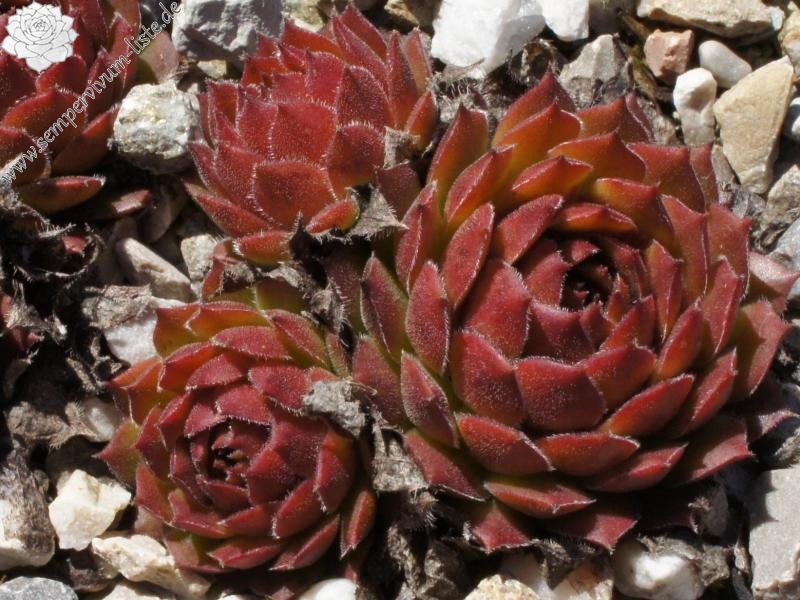 Zomerschoon of Beauty