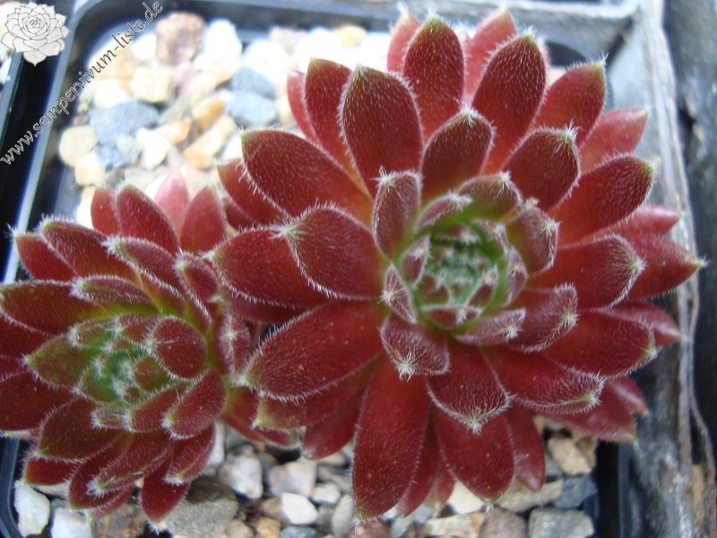Pumaros