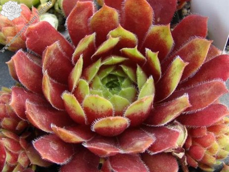 Zomerschoon of Beauty