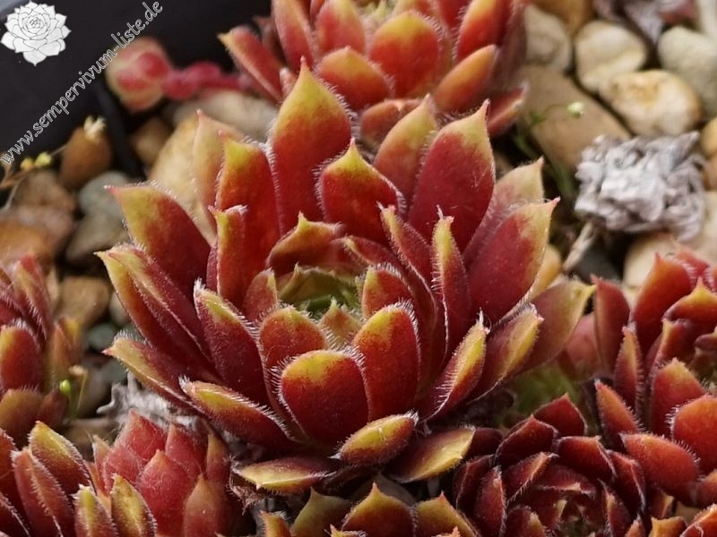 Zomerschoon of Beauty