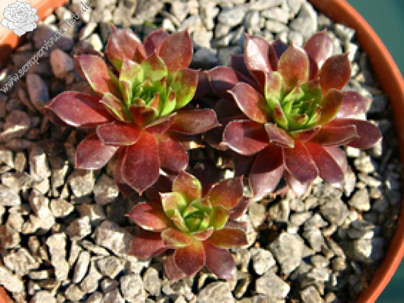 Wüstenlack
