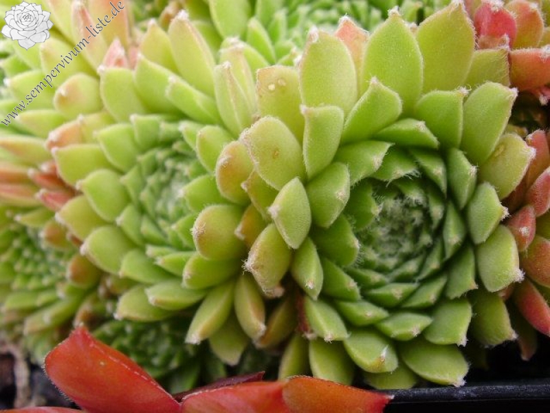 Red Wonder
