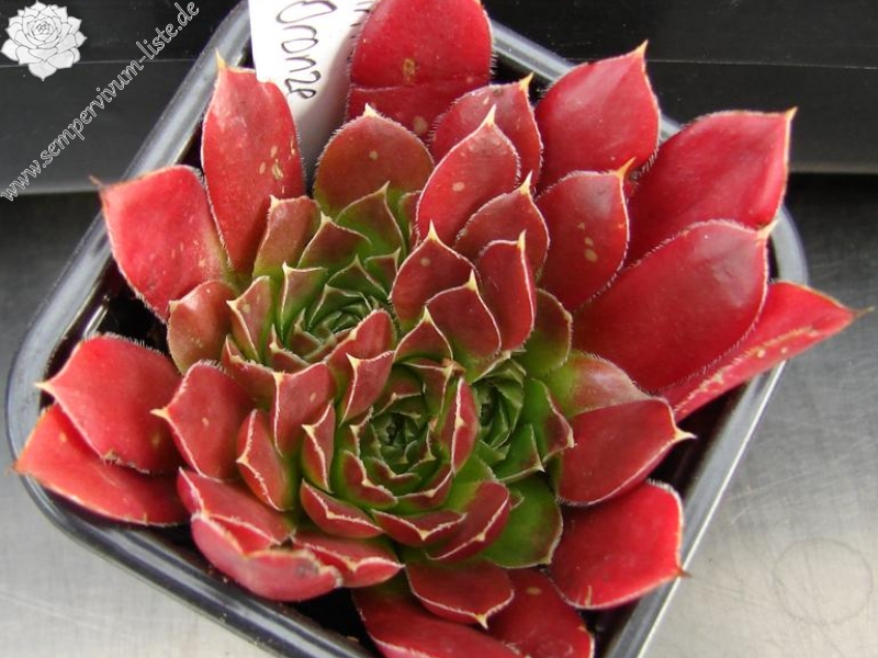 Winter Bronze / Jovi