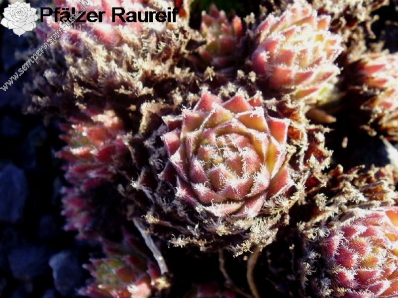 Pfälzer Raureif