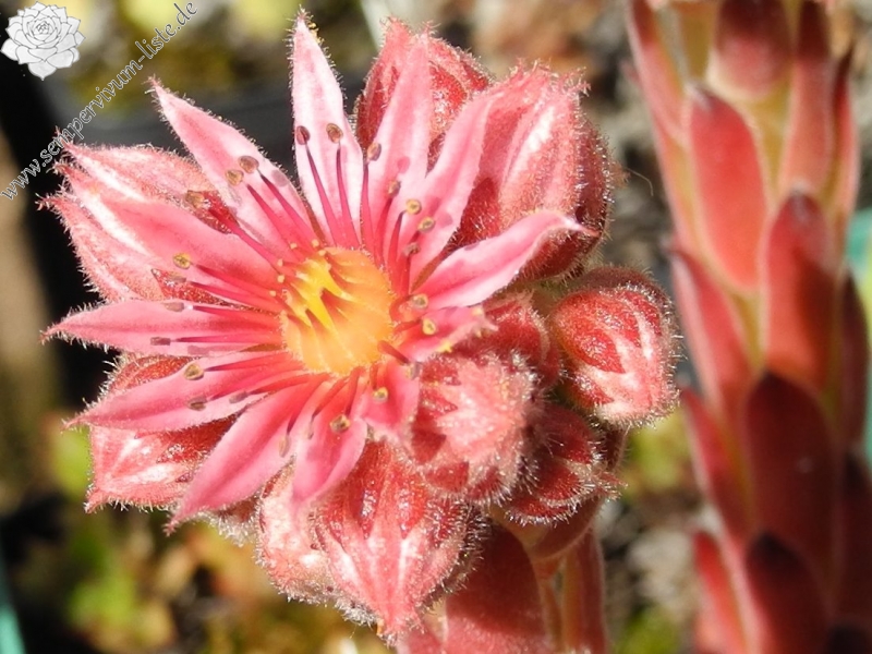 arachnoideum ssp. tomentosum (laggeri) 