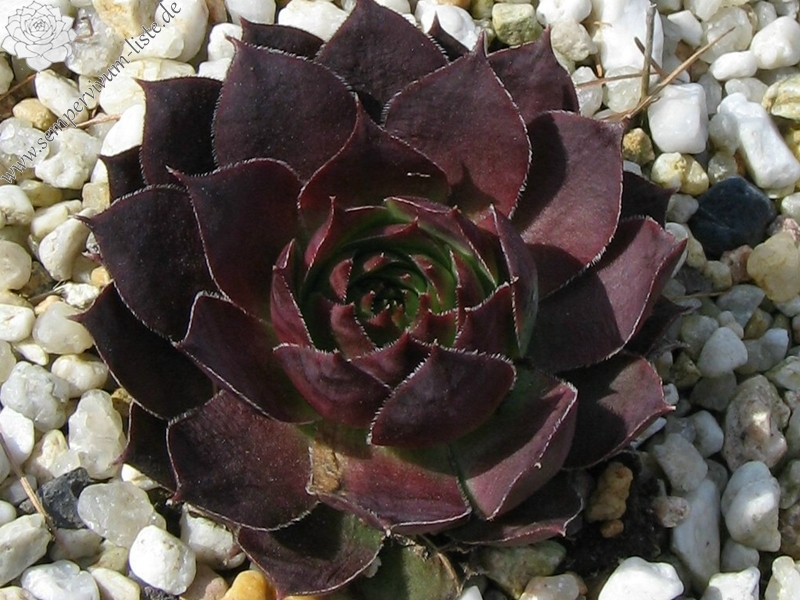 Rihama