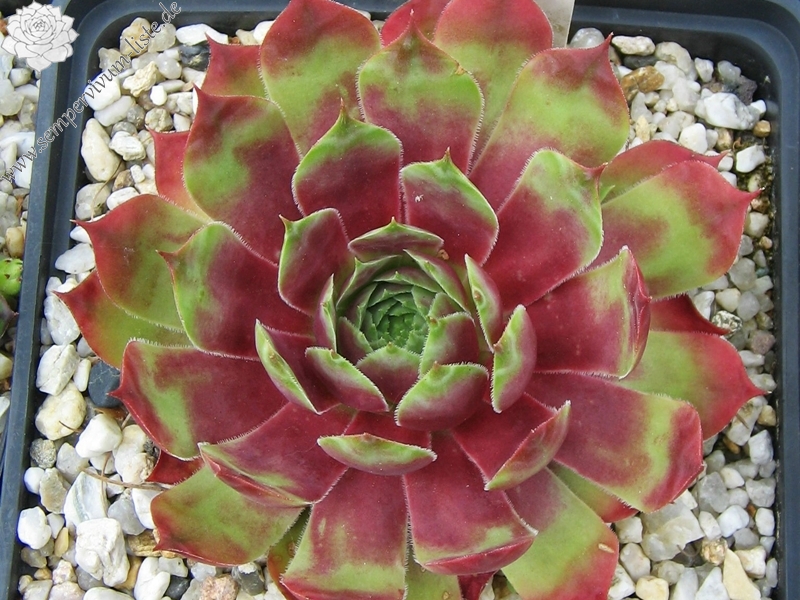 Rihama