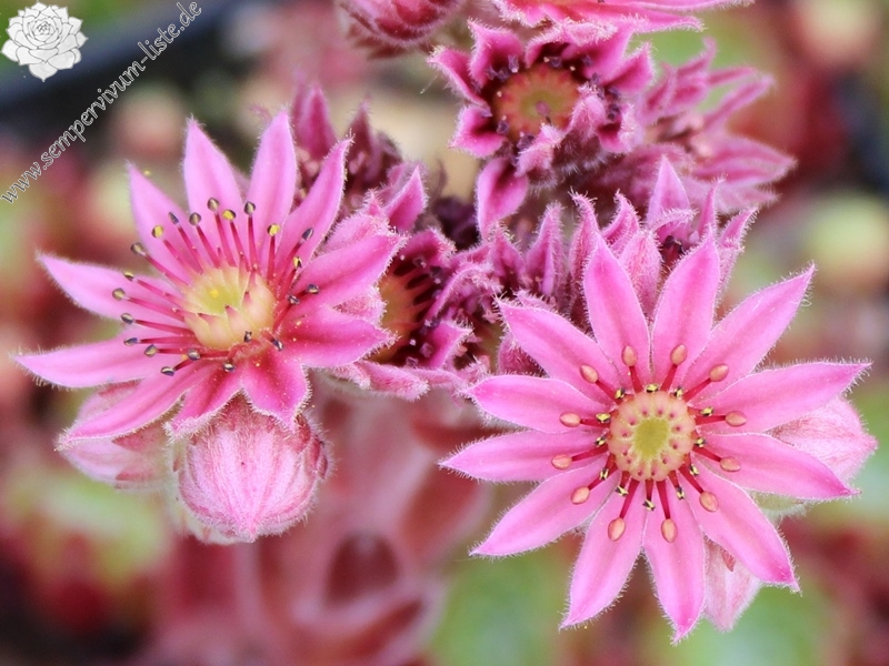 Phoebe