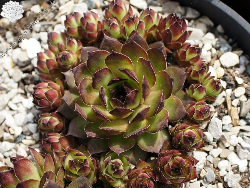 Pomposa
