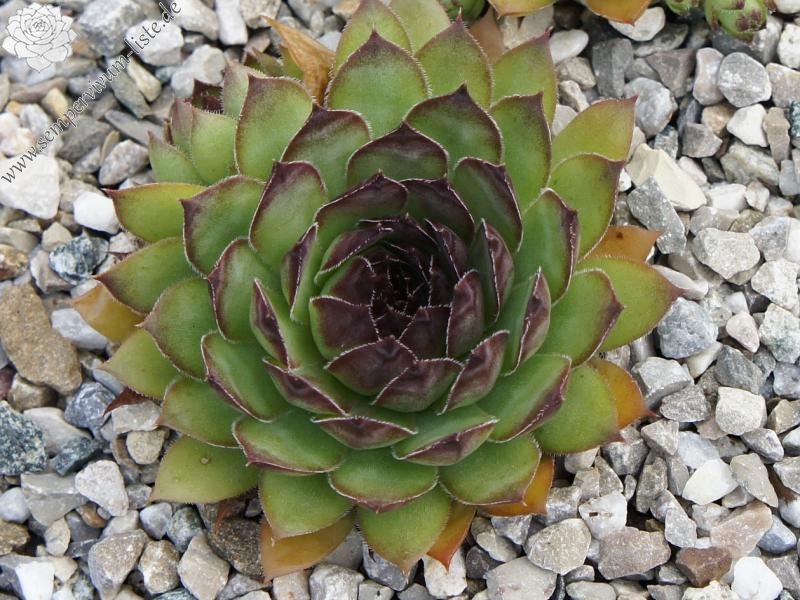 Pomposa