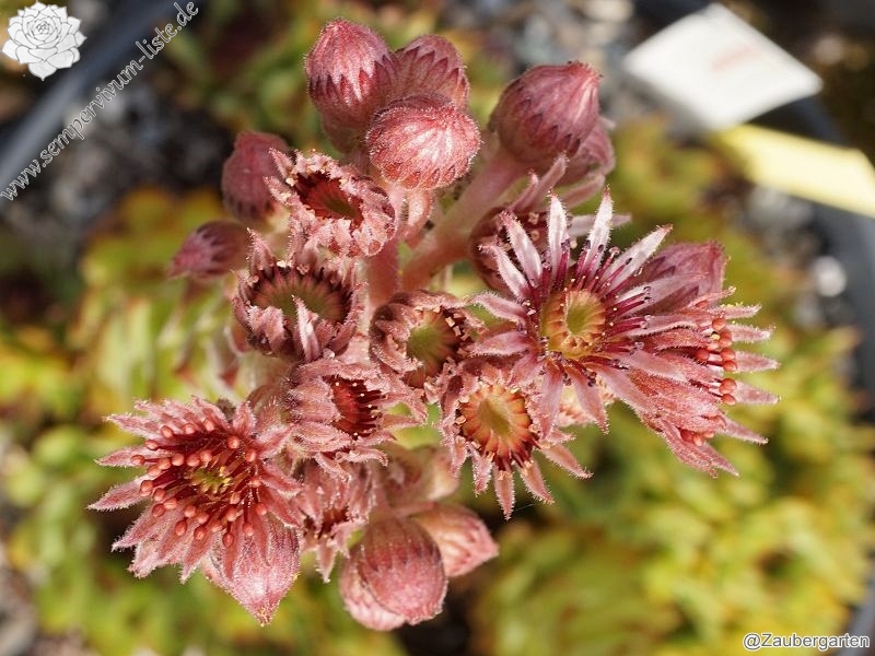 Pomposa