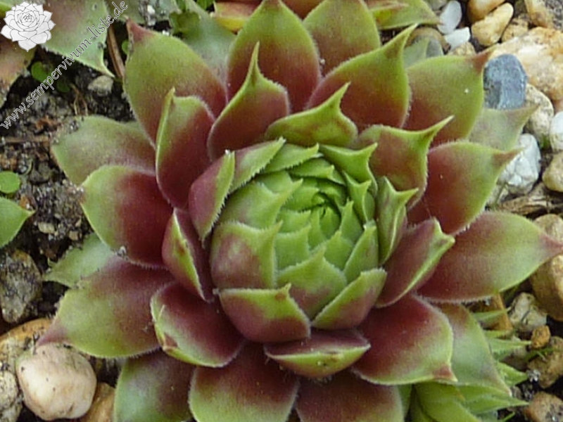 Omega ( II )