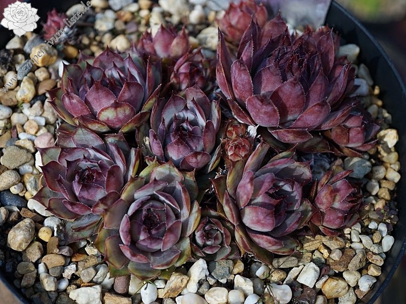 Purple Violet