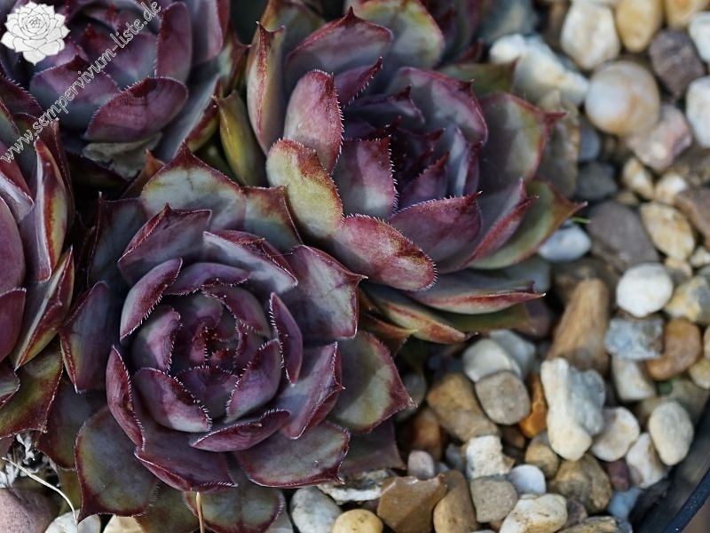 Purple Violet
