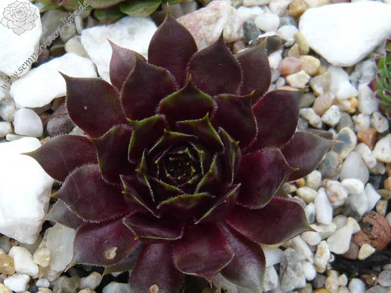 Pfälzer Herbstimpression