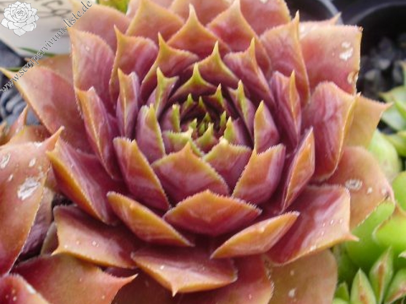 Pfälzer Herbstimpression